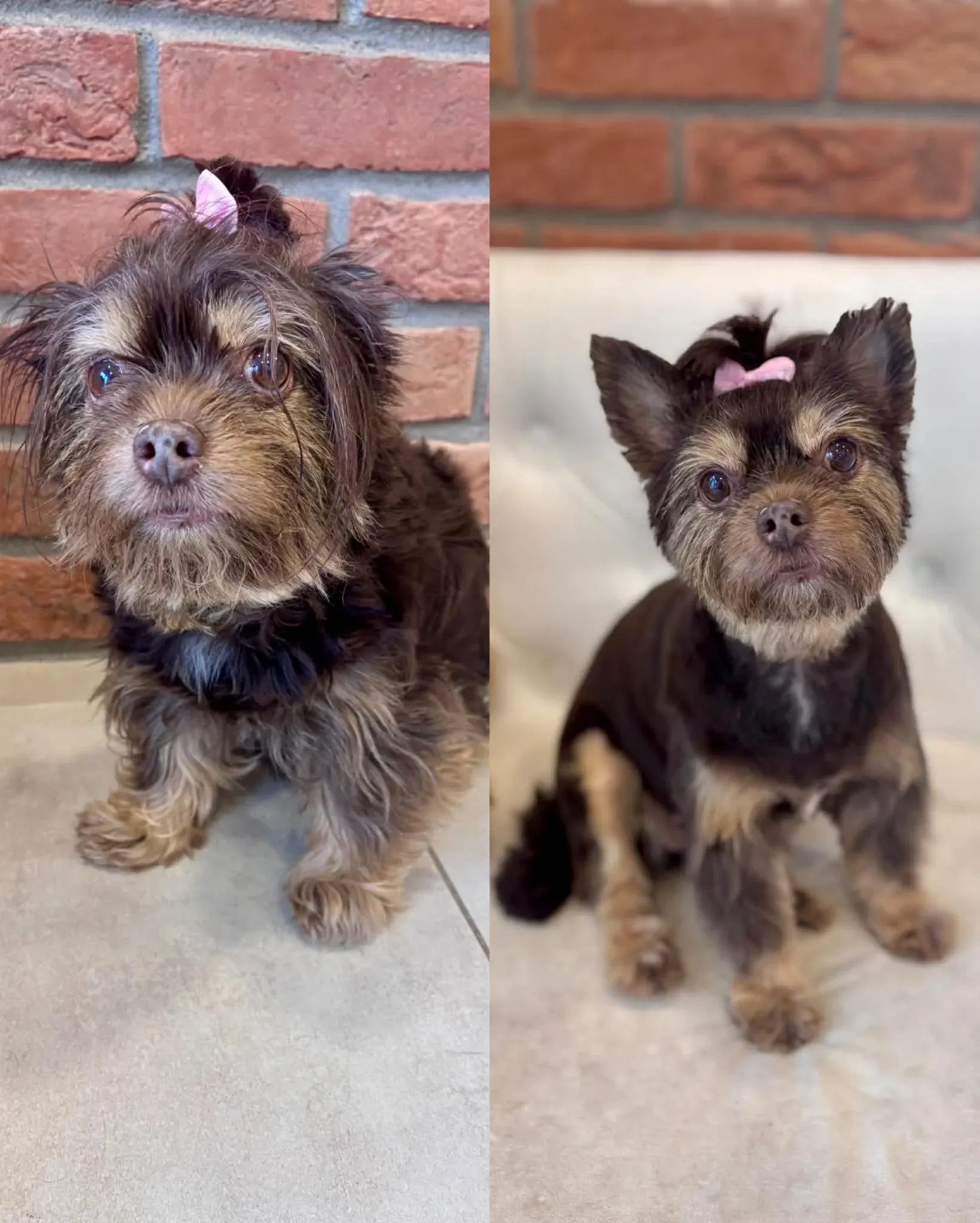 Profesionální úprava srsti a trimování psa