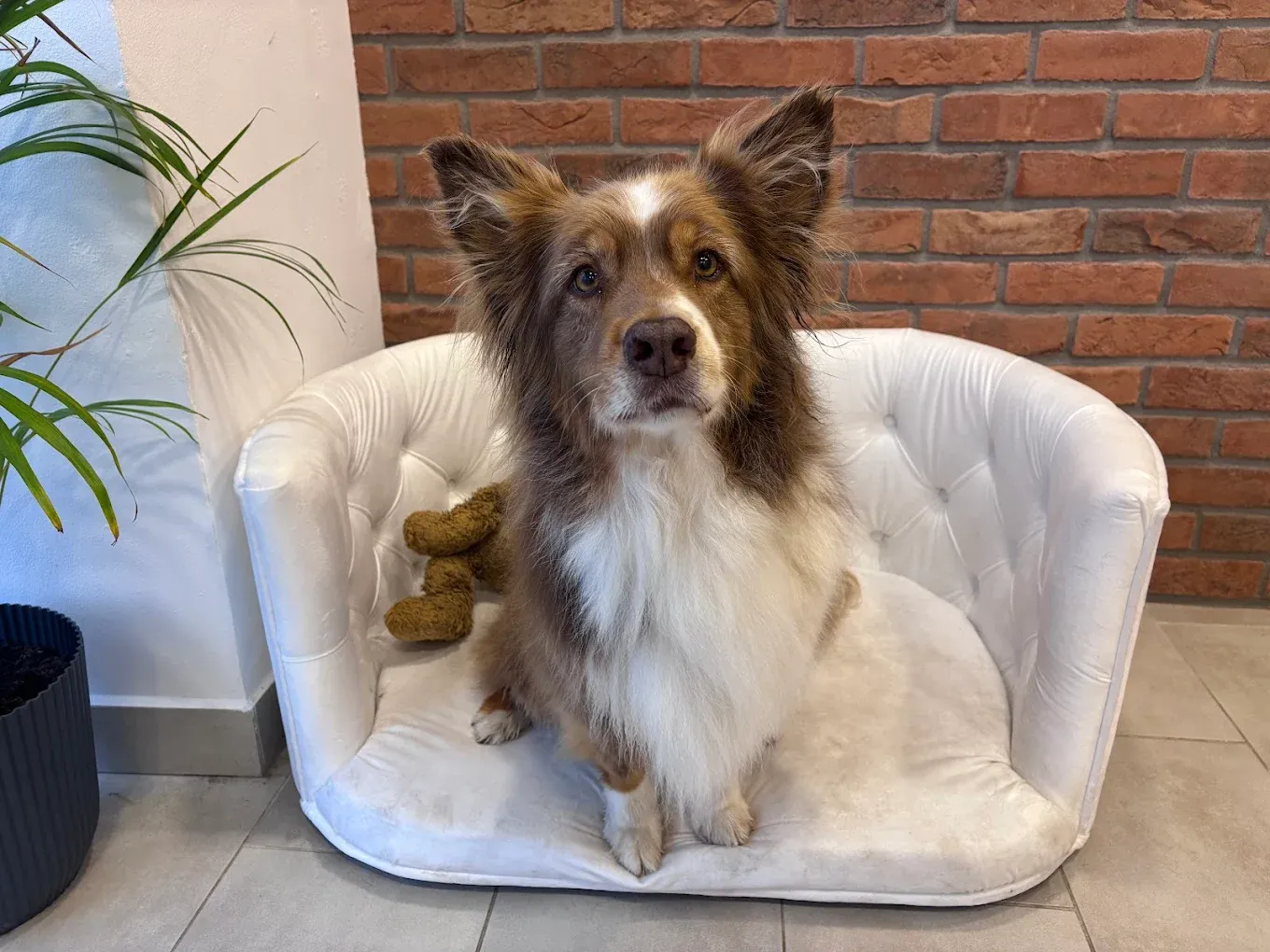 Šťastný pes po stříhání v salonu Dante Jihlava