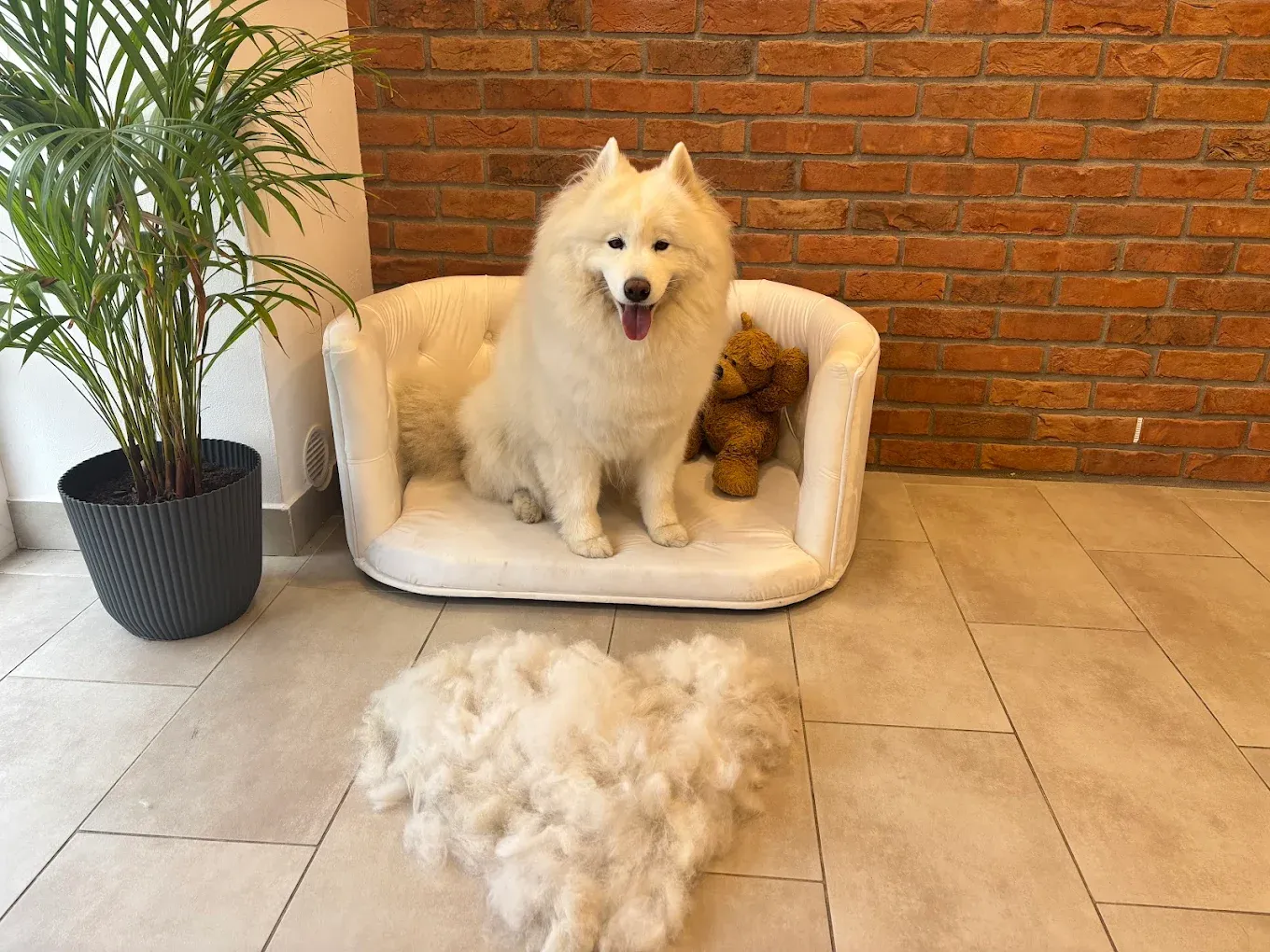 Profesionálně upravený pes v salonu Dante