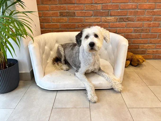 Jorkšírský teriér střih Jihlava