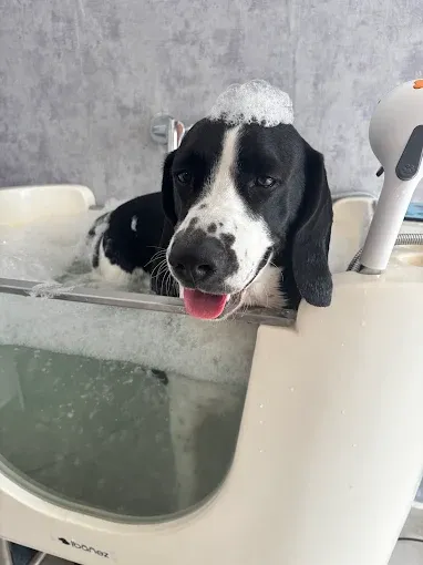 Danteho Královský Balíček