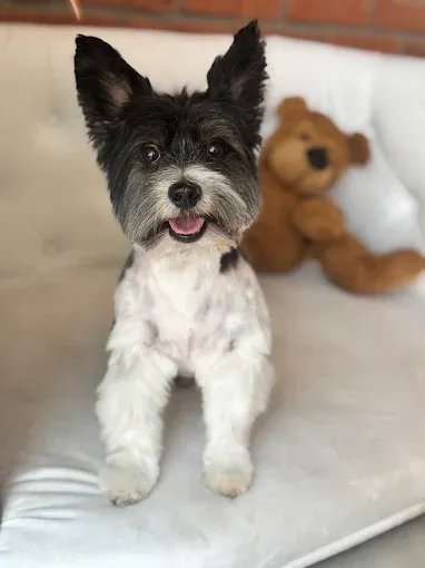 Detailní střih hlavy psa salon Dante