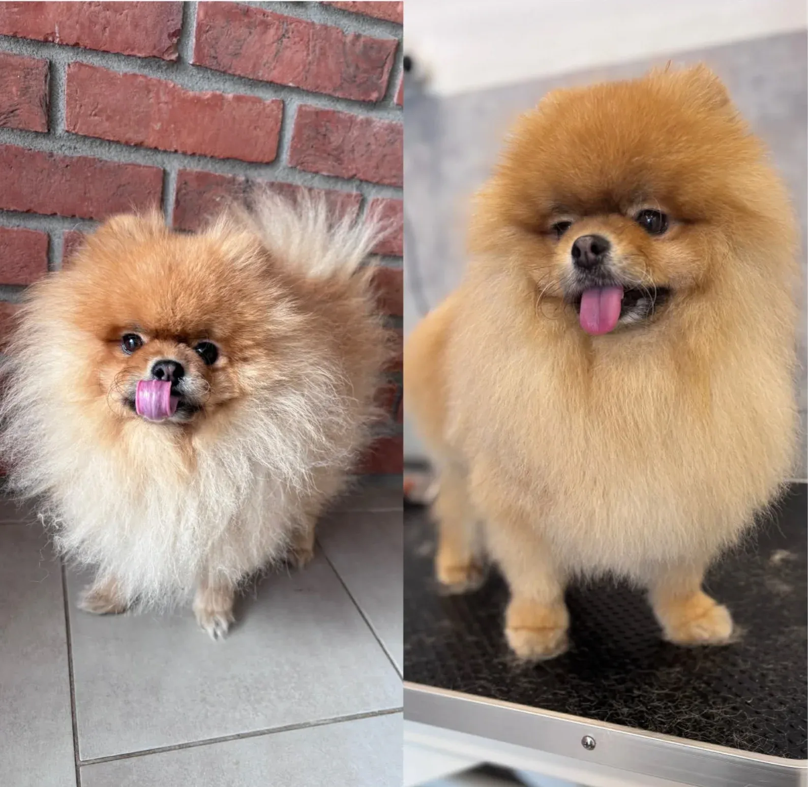 Před a po stříhání psa - kompletní proměna