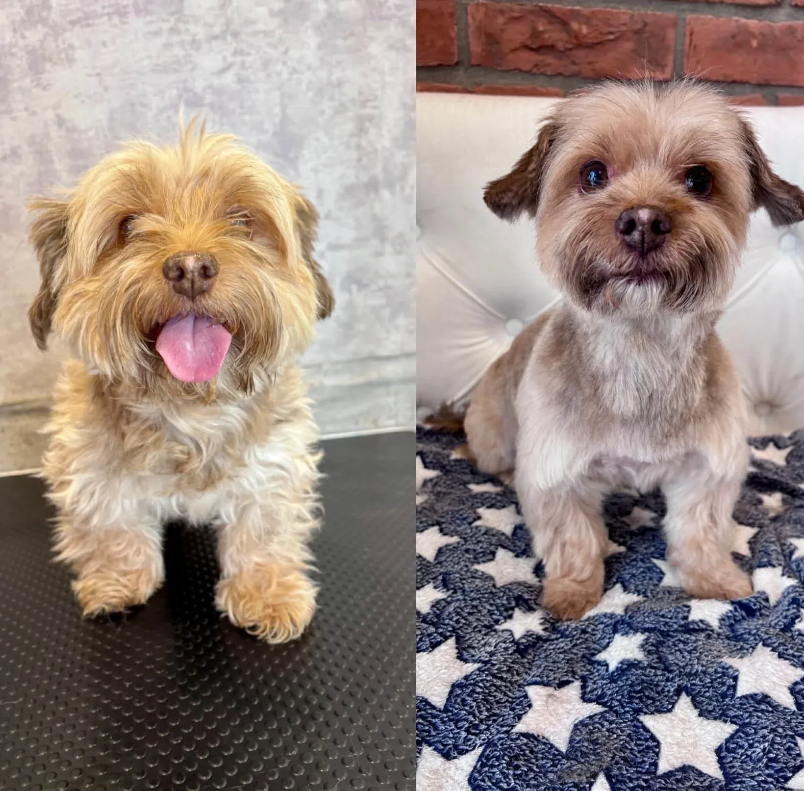 Úžasná proměna psa po koupeli a střihu