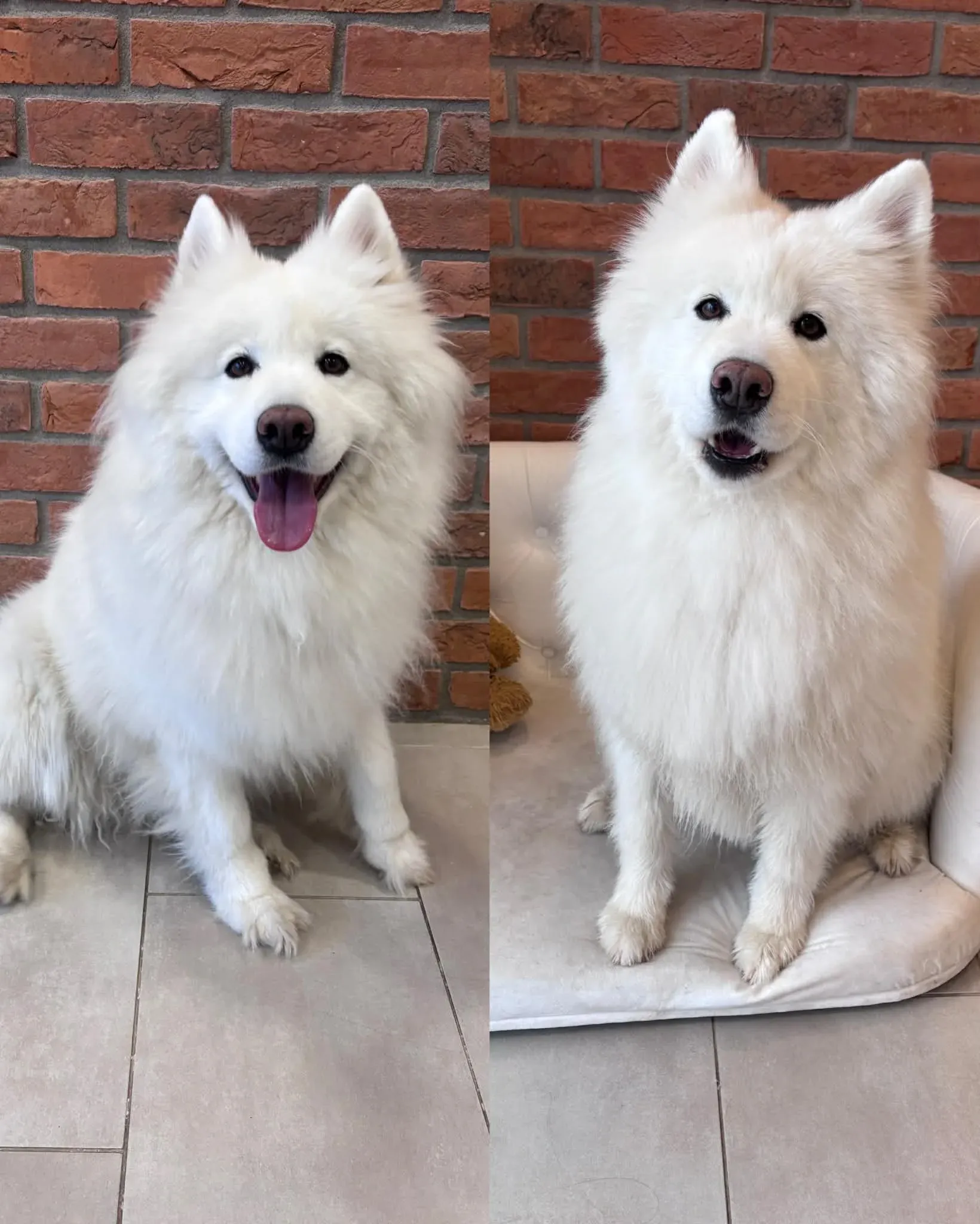 Ukázka stříhání psů Jihlava - bišonek