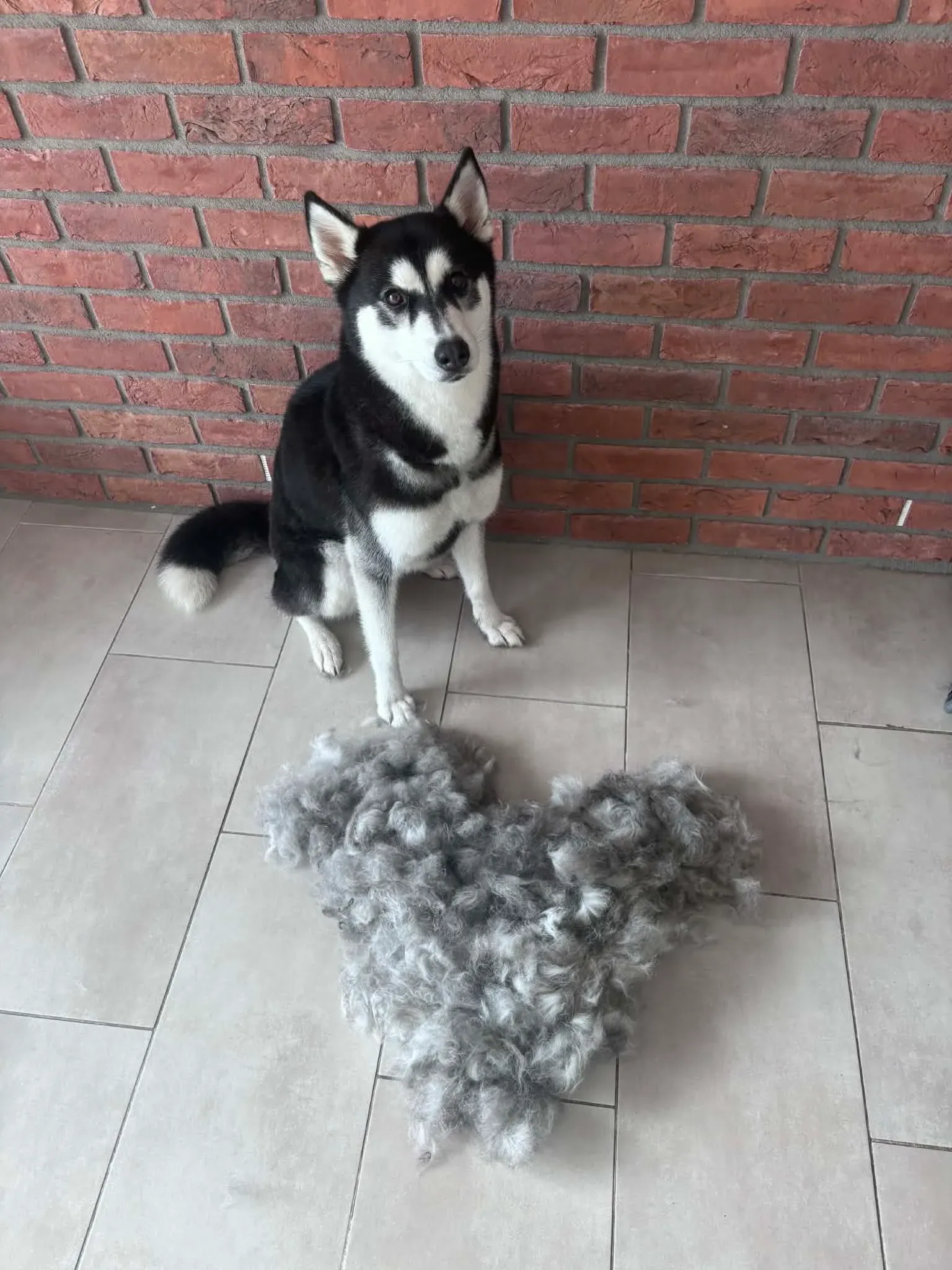 Péče o psa s láskou - Salon Dante