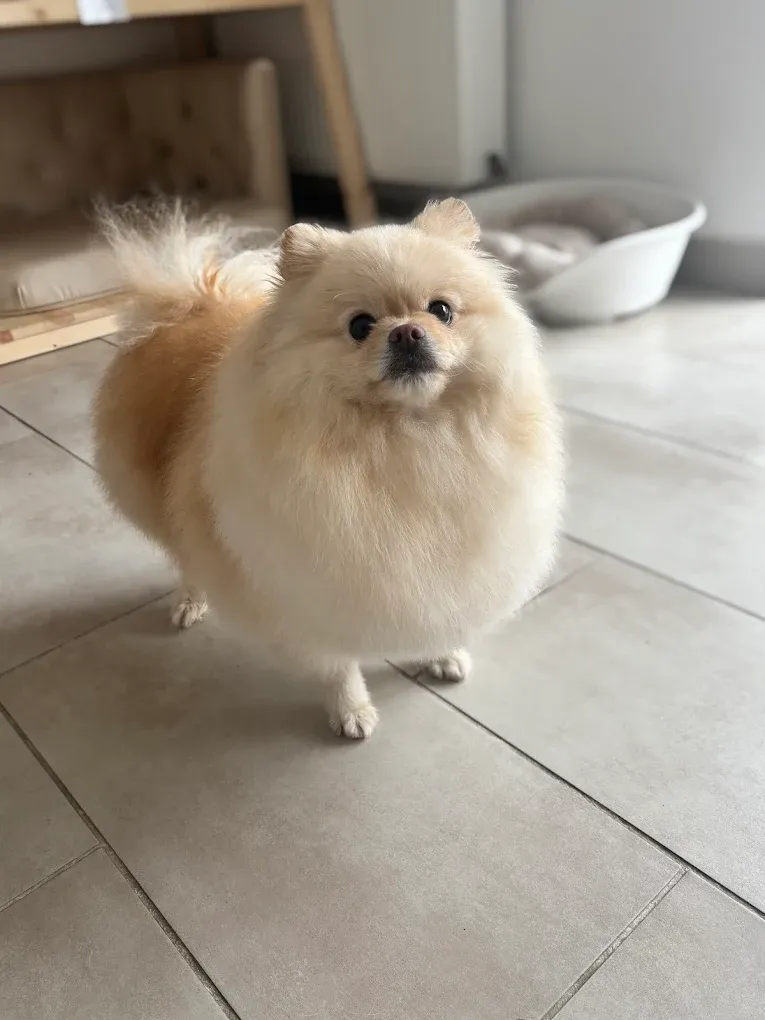 Krásný a praktický střih pro psa